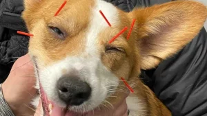 Acupuncture vs. medication for dog pain