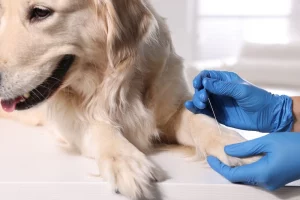 The Benefits of Acupuncture vs. Medication for Dog Pain A Visual Guide for Pet Owners